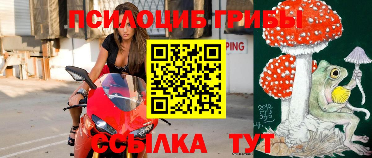 Новошахтинск  Псилоцибиновые грибы Cubensis  Вход с VPN 